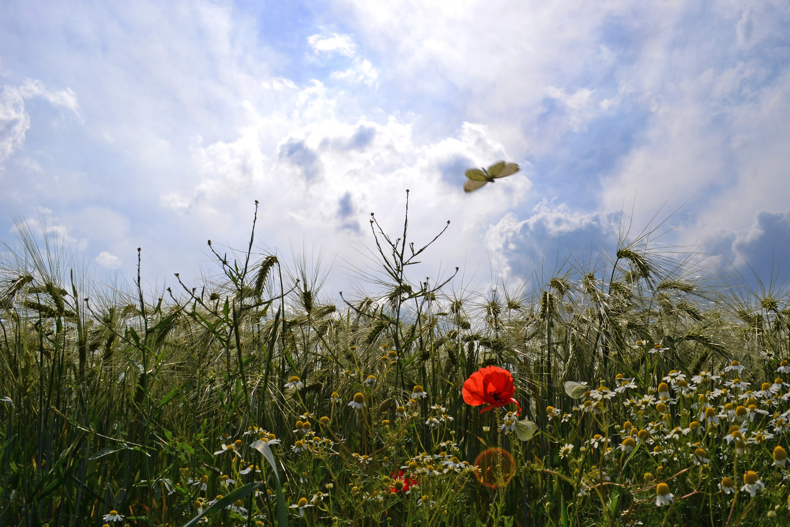 Sommer, Sonne ...