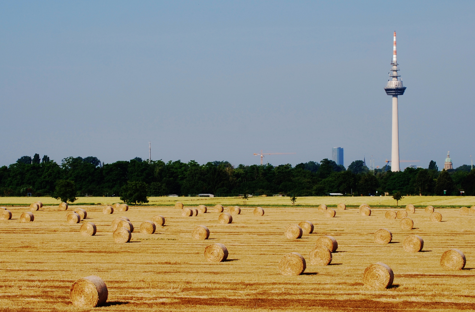 Sommer, Sonne, Erntezeit .... Mannheim Feudenheimer Au