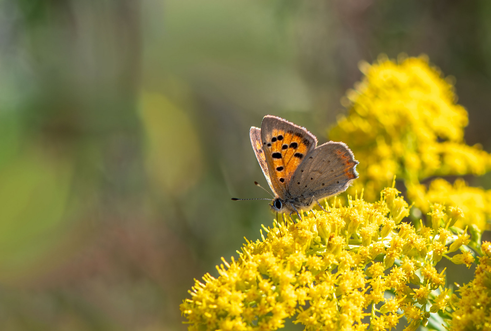 Sommer, Sonne, Farbenpracht