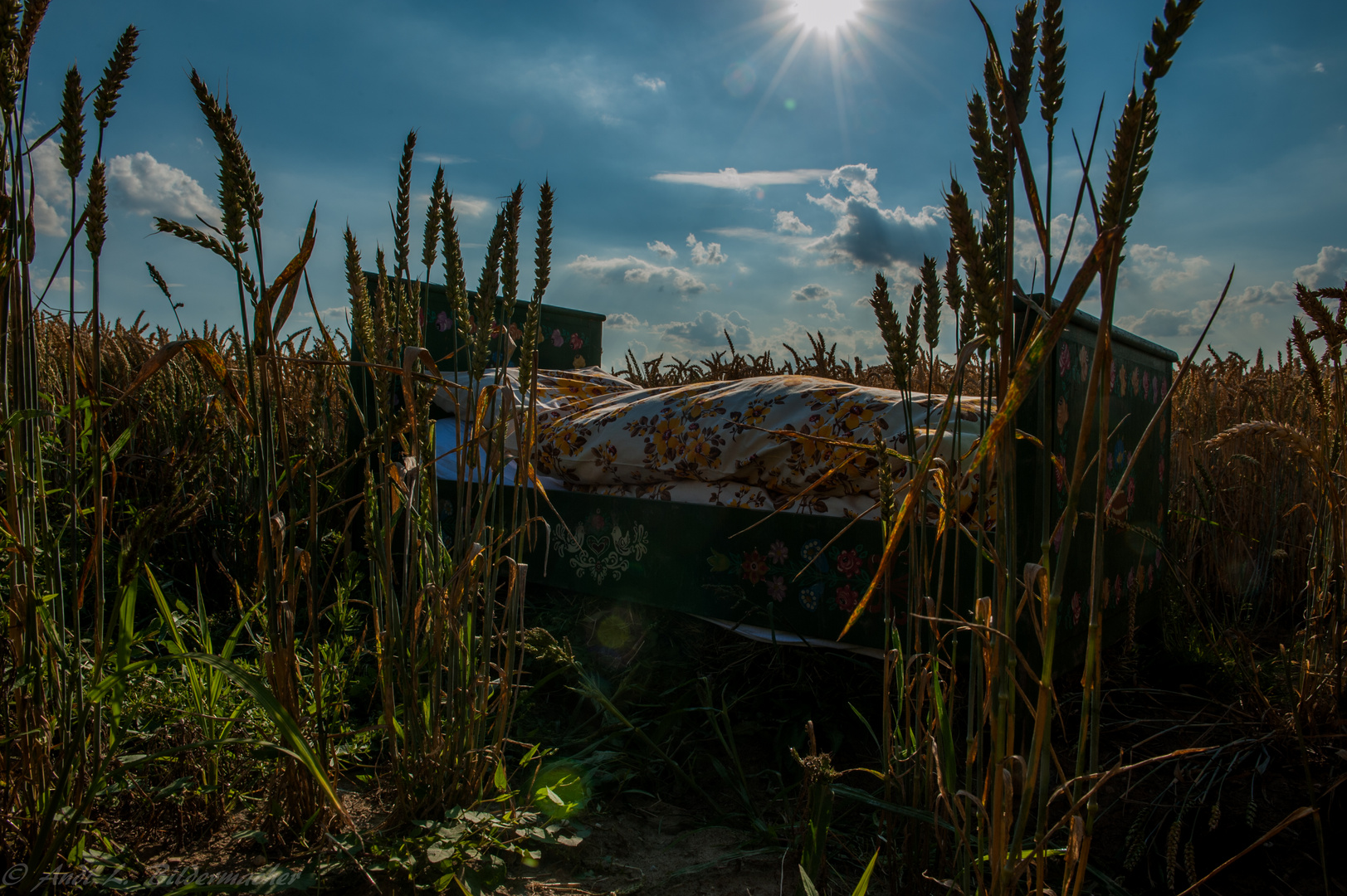 Sommer, Sonne, Gegenlicht