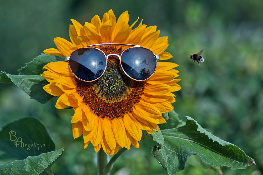 SommerSonneGuteLaune Foto & Bild pflanzen, pilze & flechten