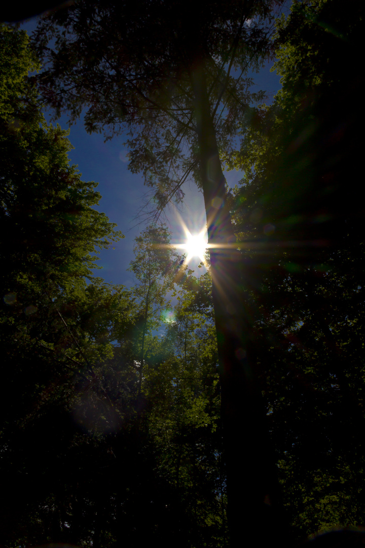 Sommer Sonne im Kellerwald