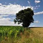 Sommer-Sonne in Feld und Flur............