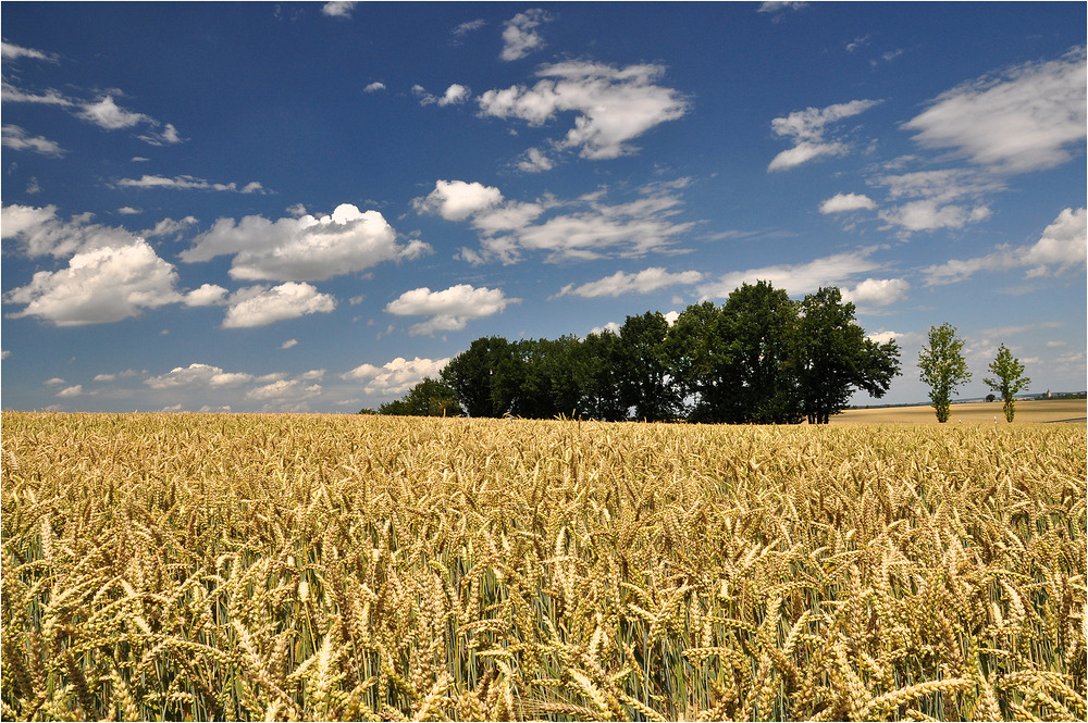 Sommer-Sonne in Feld und Flur...........