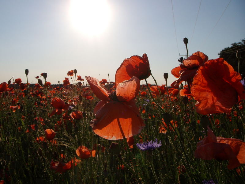 Sommer. Sonne. Licht. Rot.