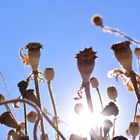 Sommer, Sonne, Mohn...