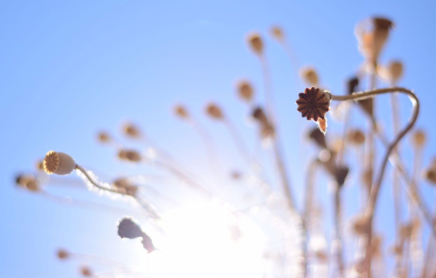 Sommer, Sonne, Mohn...