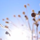 Sommer, Sonne, Mohn...