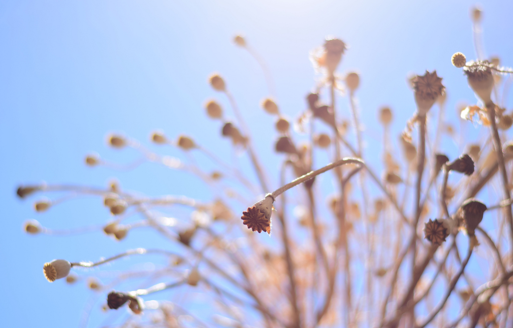 Sommer, Sonne, Mohn...