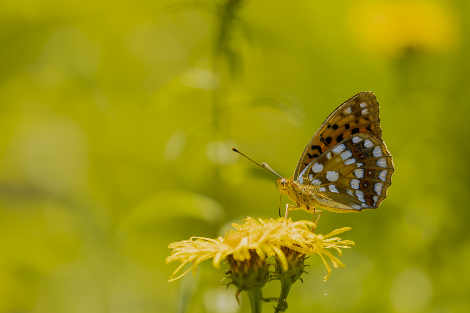 Sommer Sonne Natur 