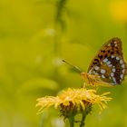 Sommer Sonne Natur 