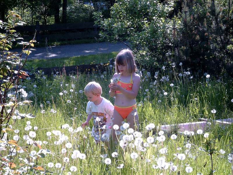 Sommer, Sonne, Pusteblumen