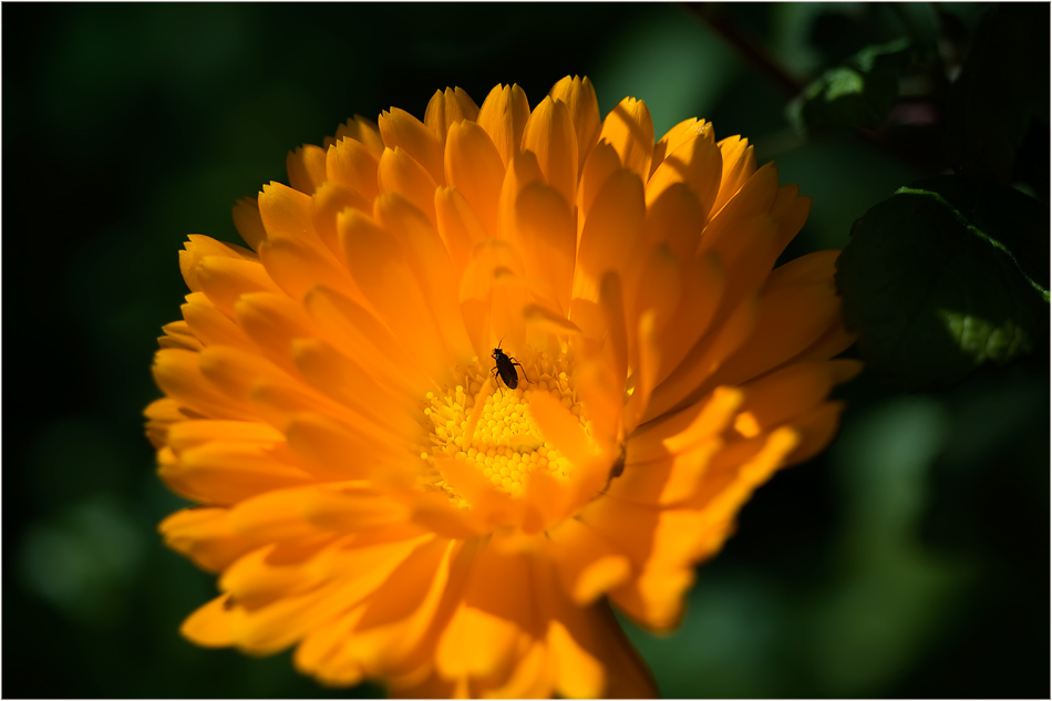 Sommer, Sonne---Relax