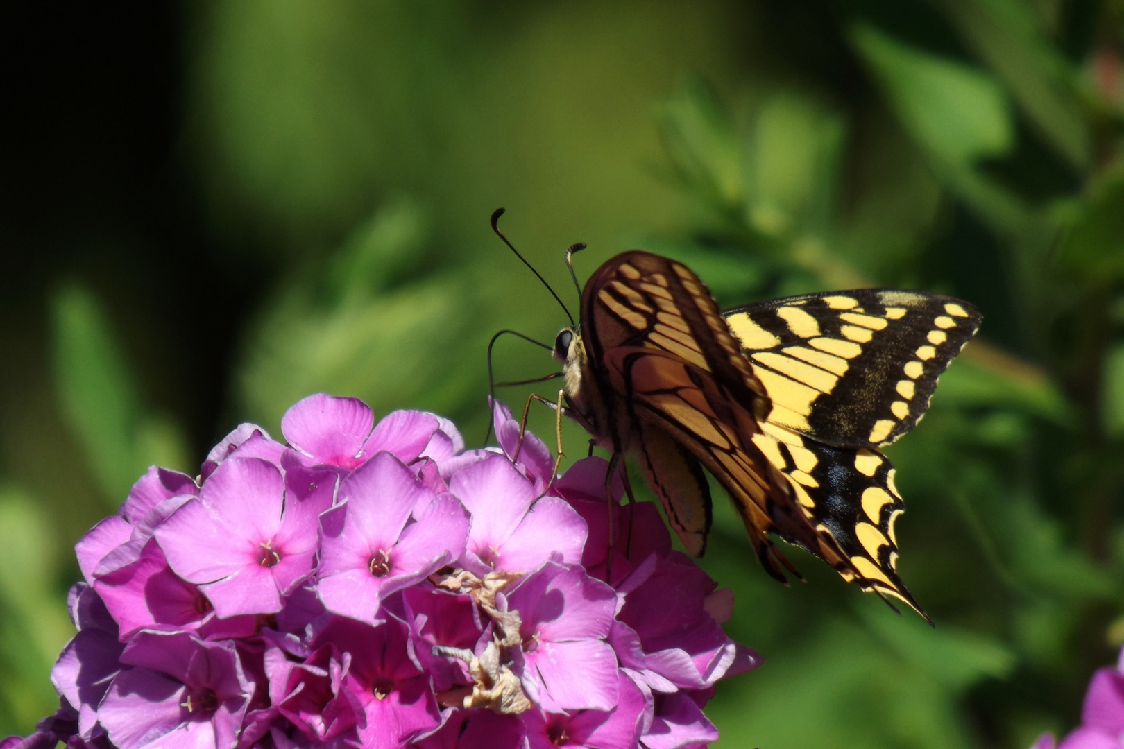 .......Sommer ,Sonne , Schmetterling