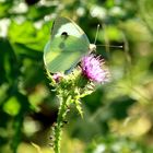 Sommer, Sonne, Schmetterling