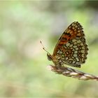 Sommer, Sonne, Schmetterling