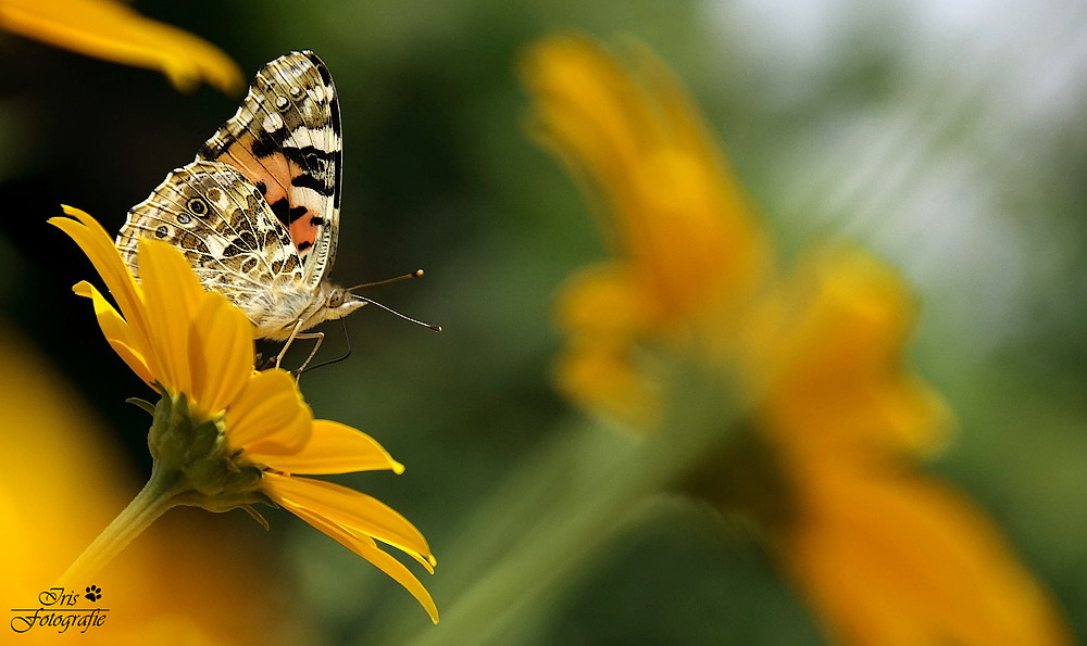 Sommer, Sonne, *Schmetterlinge*