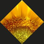 Sommer - Sonne - Sonnenblume