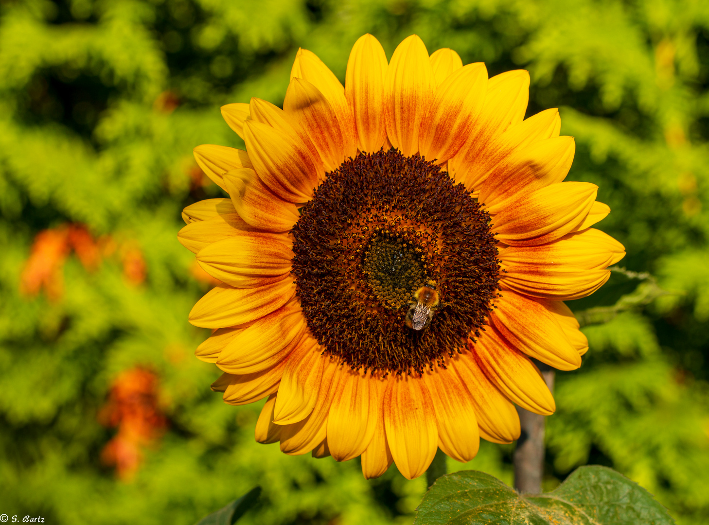 Sommer Sonne Sonnenblume (1)