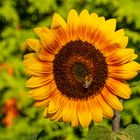 Sommer Sonne Sonnenblume (1)