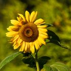 Sommer - Sonne - Sonnenblume (1)
