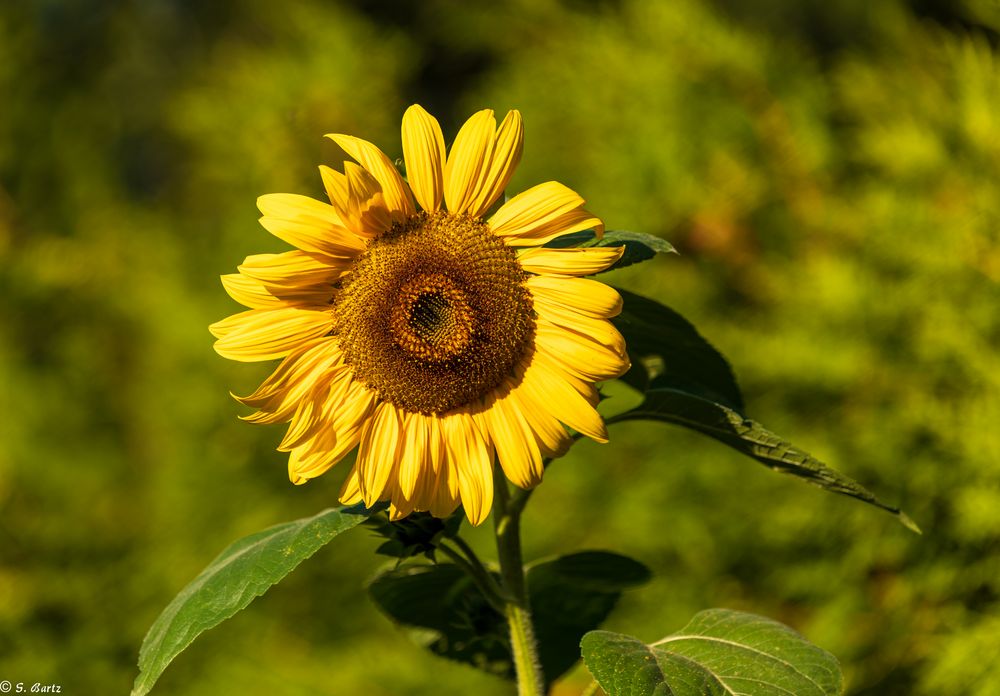 Sommer - Sonne - Sonnenblume (1)