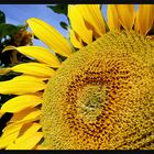 Sommer - Sonne - Sonnenblume