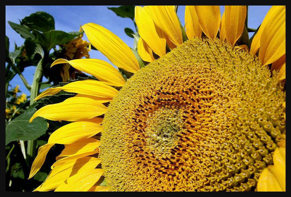 Sommer - Sonne - Sonnenblume