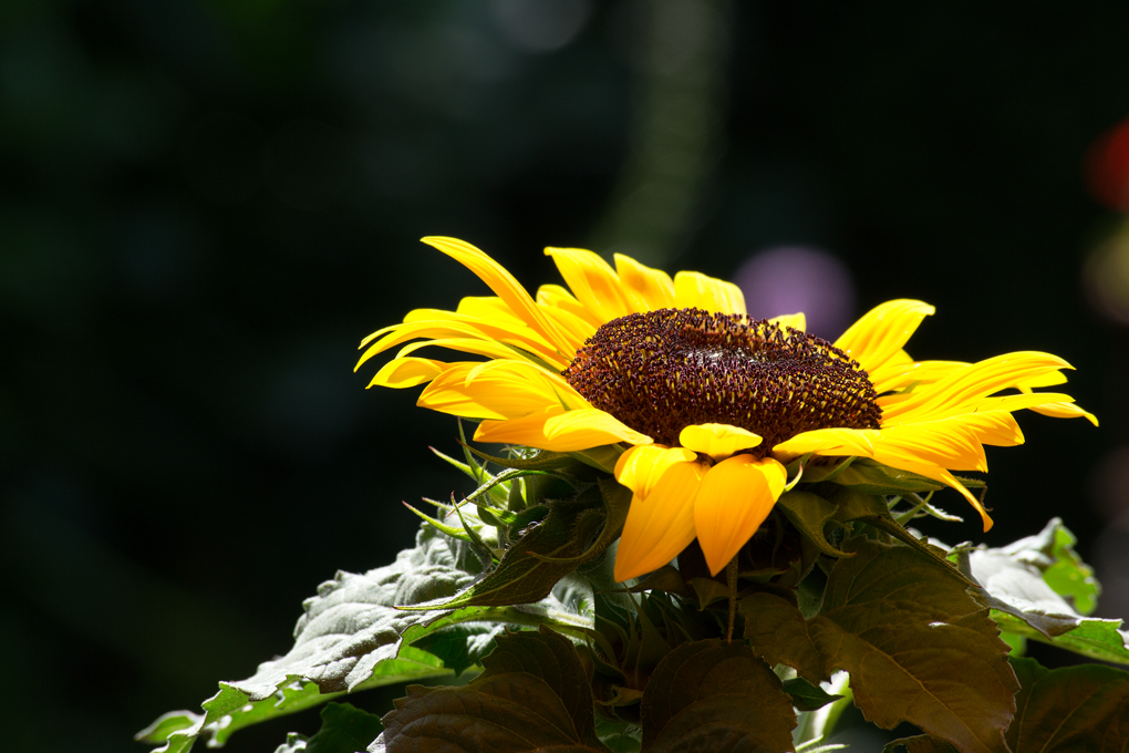 Sommer, Sonne, Sonnenblume