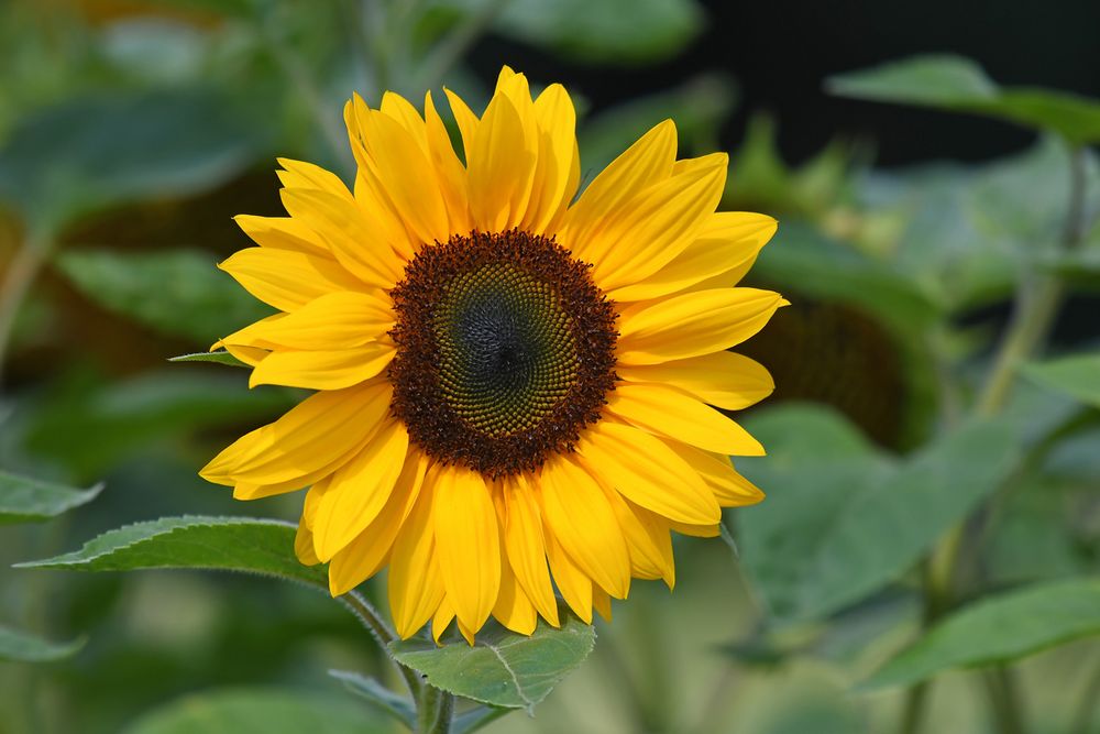 Sommer Sonne Sonnenblume Foto & Bild | pflanzen, pilze & flechten