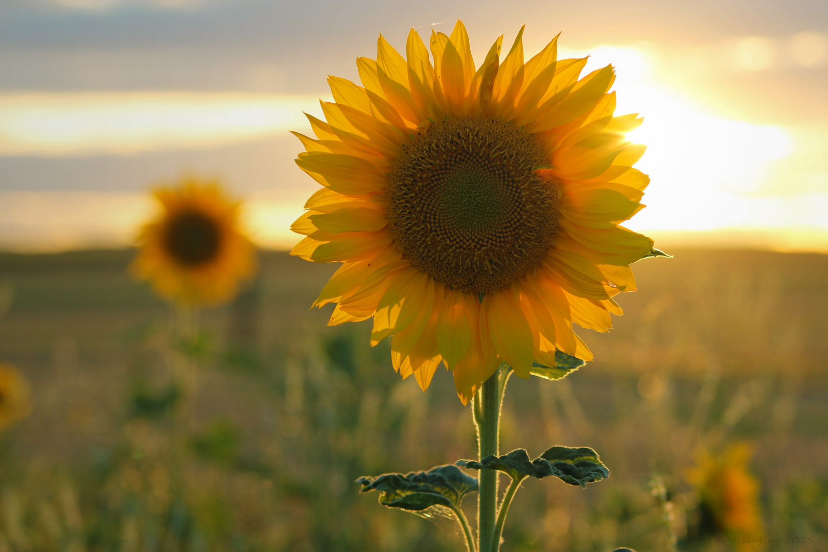 //sommer sonne sonnenblume//