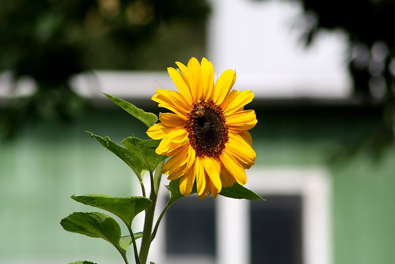 Sommer, Sonne, Sonnenblume