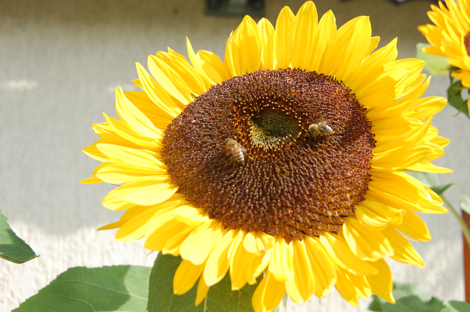 Sommer, Sonne, Sonnenblume