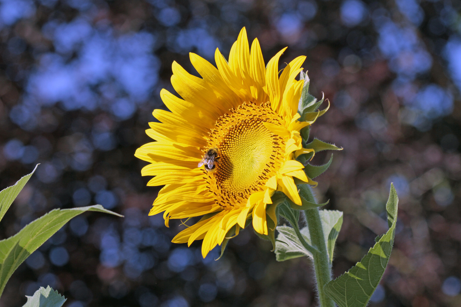 Sommer, Sonne, Sonnenblume 