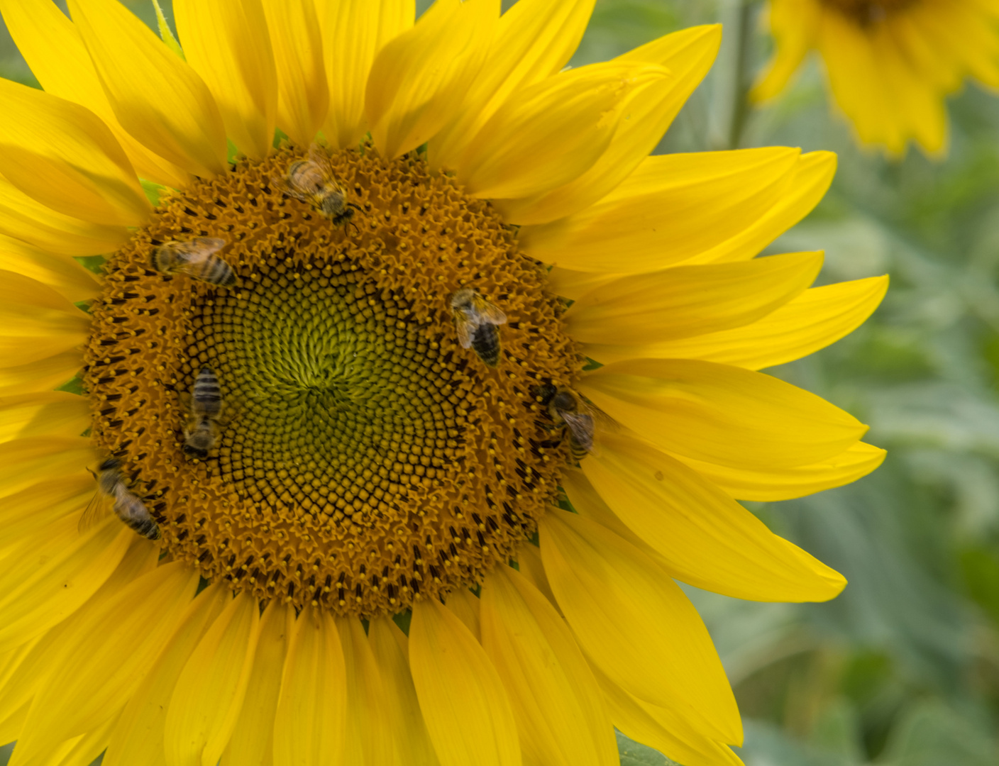 Sommer-Sonne-Sonnenblume