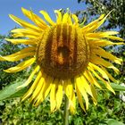 Sommer, Sonne, Sonnenblume . . .