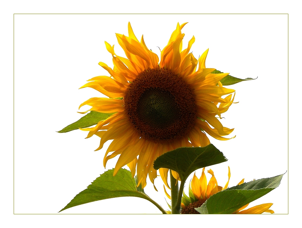 Sommer-Sonne-Sonnenblume