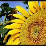 Sommer - Sonne - Sonnenblume Vers.II