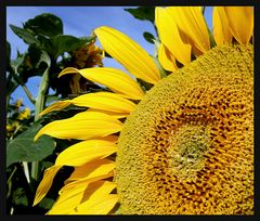 Sommer - Sonne - Sonnenblume Vers.II