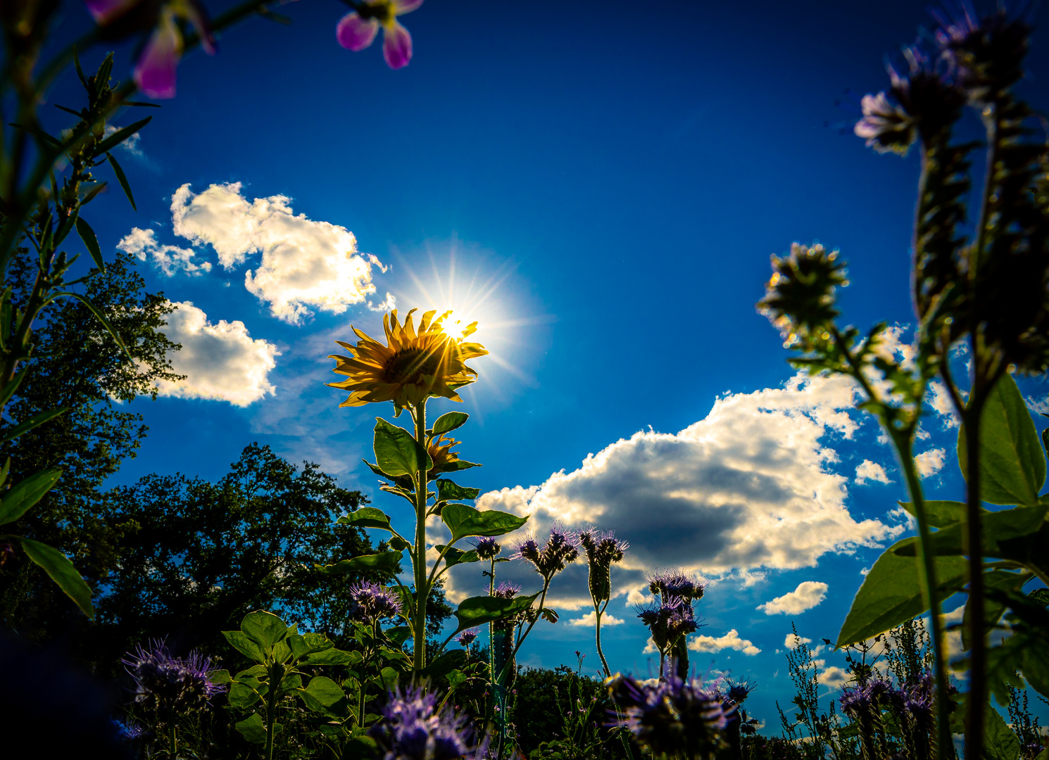 Sommer Sonne Sonnenblumen