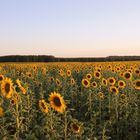 Sommer, Sonne, Sonnenblumen...