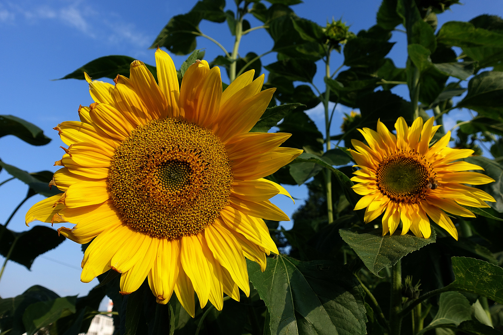 Sommer Sonne Sonnenblumen