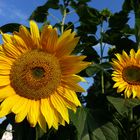 Sommer Sonne Sonnenblumen