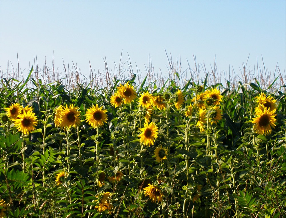 Sommer, Sonne, Sonnenblumen