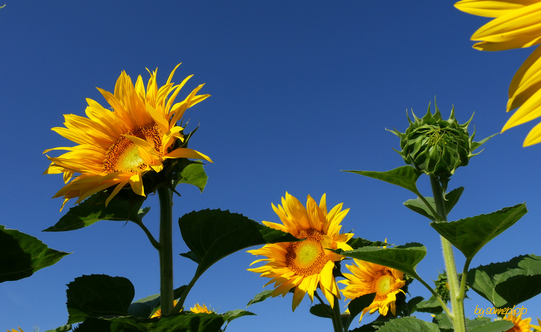 Sommer, Sonne, Sonnenblumen....