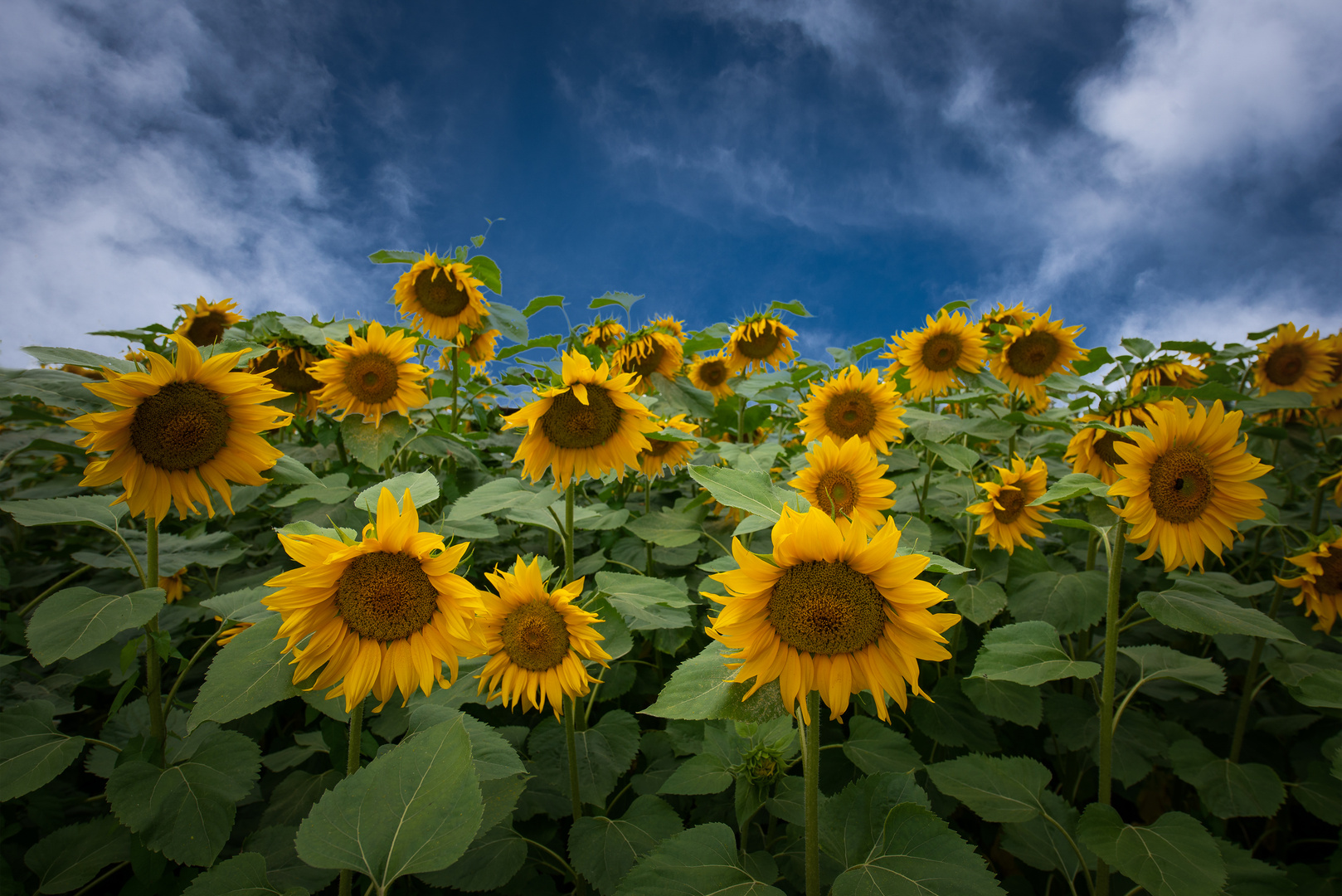 Sommer Sonne Sonnenblumen