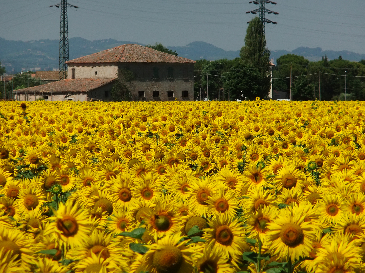 Sommer, Sonne, Sonnenblumen