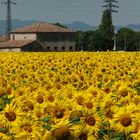 Sommer, Sonne, Sonnenblumen