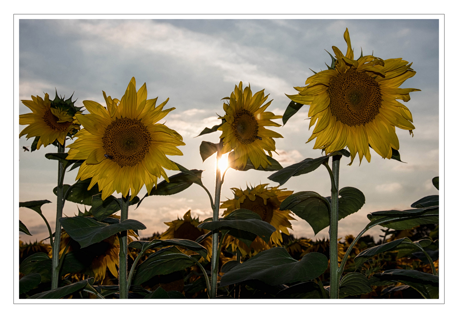 Sommer, Sonne, Sonnenblumen