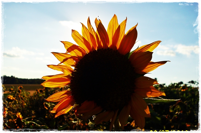 Sommer, Sonne, Sonnenblumen